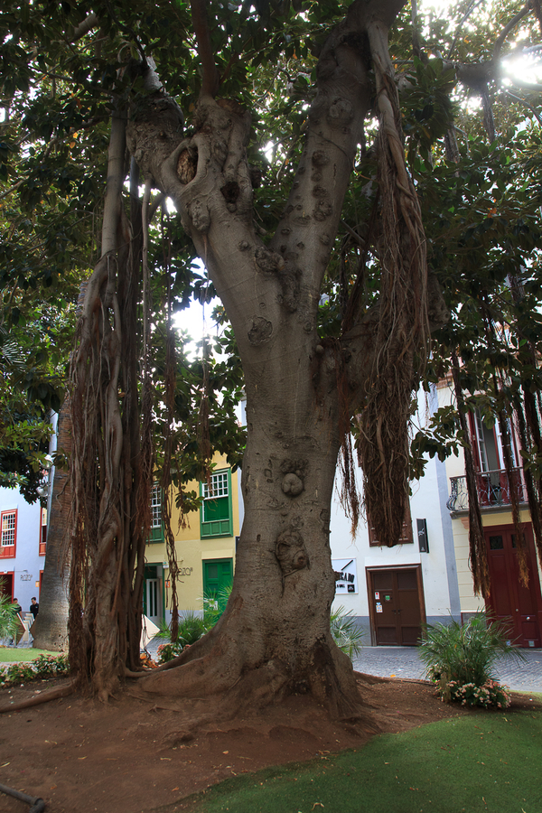 Ficus de raiz trepadora en Santa Cruz de Tenerife Ficus de raiz trepadora en Santa Cruz de Tenerife