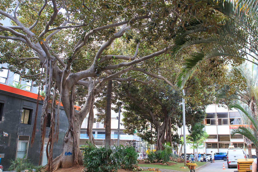 Ficus de raiz trepadora frente a la Iglesia de San Francisco Ficus de raiz trepadora frente a la Iglesia de San Francisco