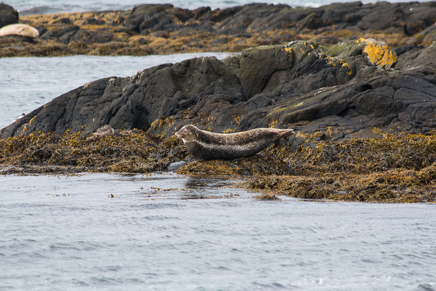 Foca descansado en las rocas en Islandia Foca descansado en las rocas en Islandia