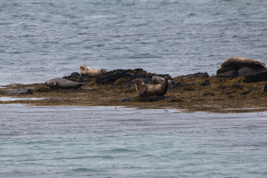 Foca divertida Foca divertida