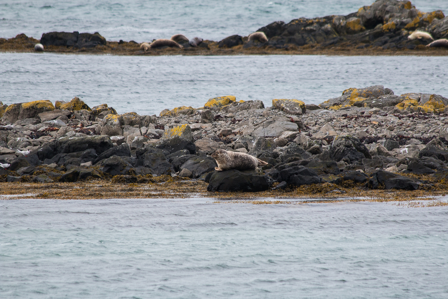 Foca Islandesa Foca Islandesa
