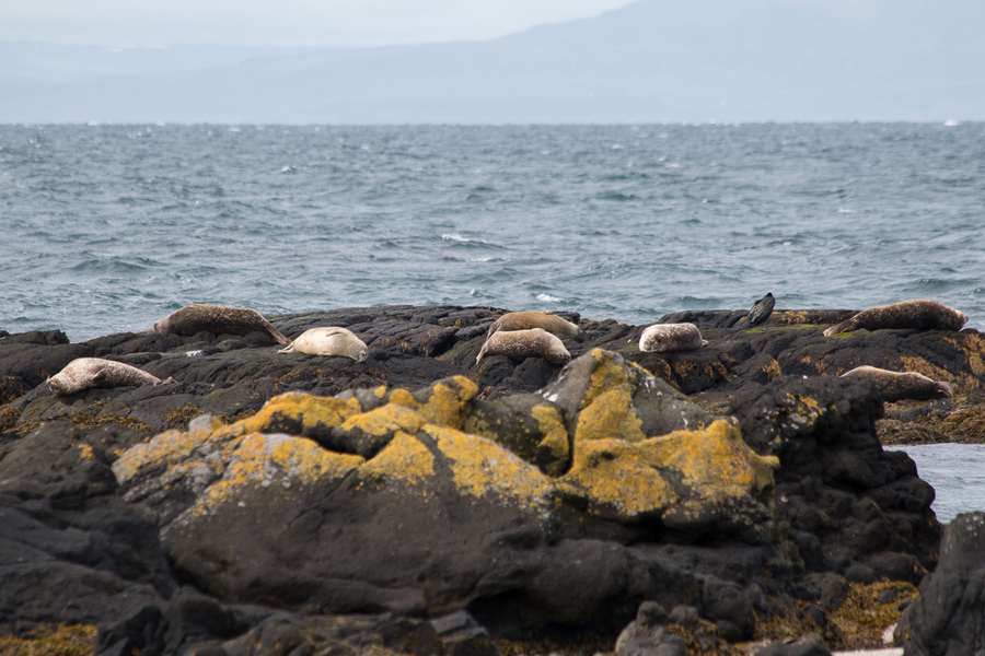 Focas tumbadas sobre las rocas Focas tumbadas sobre las rocas