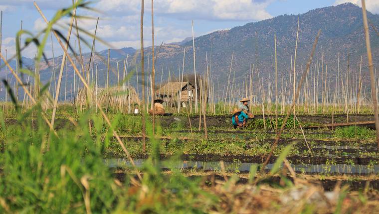 Agricultura sobre el lago Inle