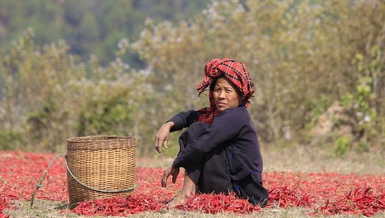 Chilli Myanmar