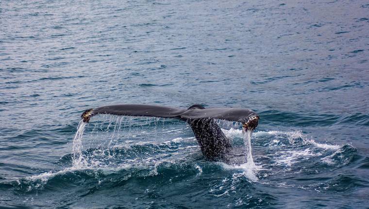 Cola de ballena en Islandia