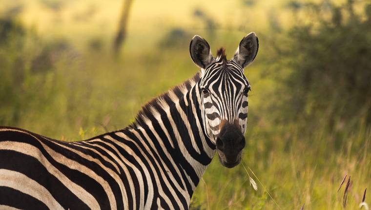 Gu a De Viaje De Tanzania safaris Recorrido Cu ndo Ir Gu a De Viaje De Tanzania safaris Recorrido Cu ndo Ir