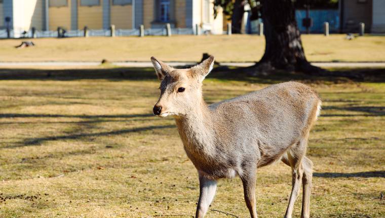 Nara en Japon