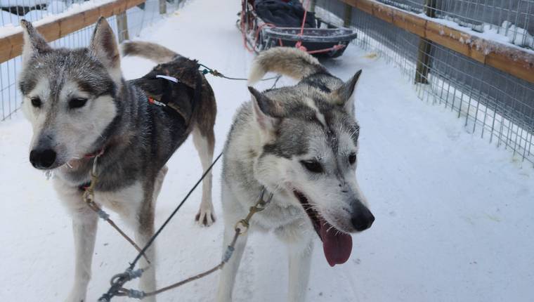 Que ver en Laponia huskies