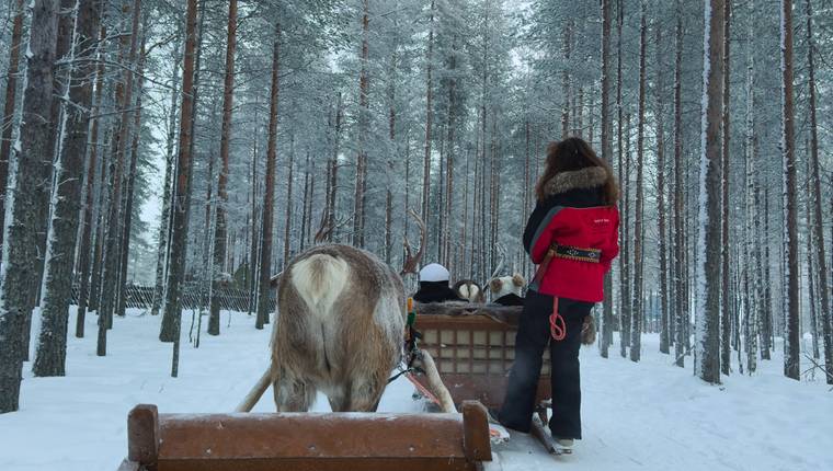 Viajar a Laponia y pasear en tirineo con huskies