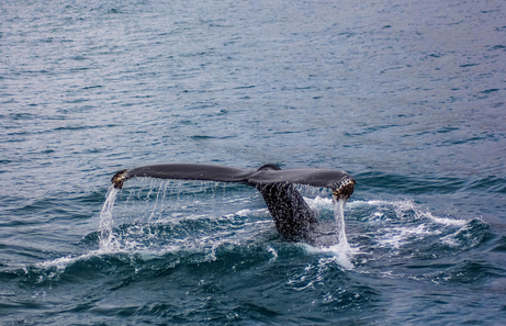 Cola de ballena en Islandia