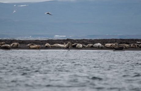 Lugares para ver focas en Islandia