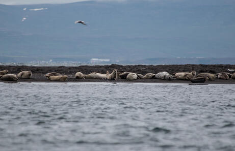 ¿Dónde encontrar focas en Islandia? (Vatnsnes y más)