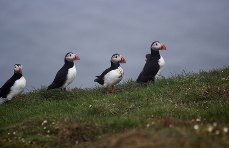 Lugares para ver frailecillos en Islandia