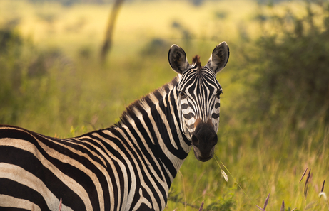 Guía de viaje de Tanzania [safaris, recorrido, cuándo ir]