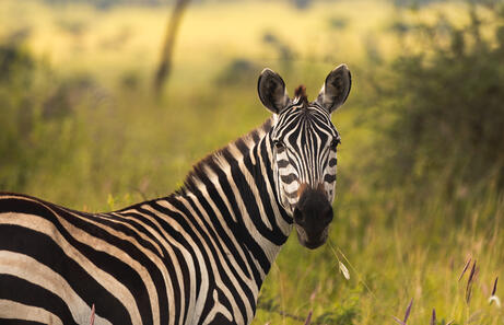 Guía de viaje de Tanzania [safaris, recorrido, cuándo ir]