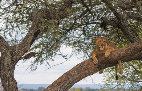Mejor seguro de viaje a Tanzania 2026: comparativa actualizada