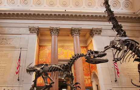 Museo de Historia Natural, el mejor museo que ver en Manhattan 