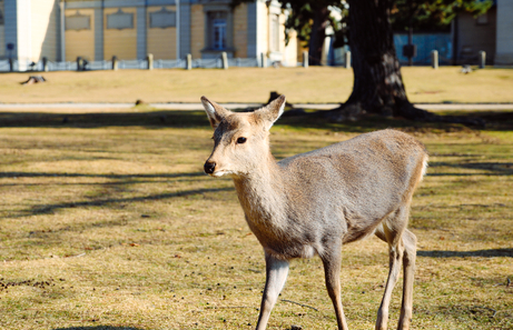 Qué ver en Nara en un día: mis 10 sitios favoritos