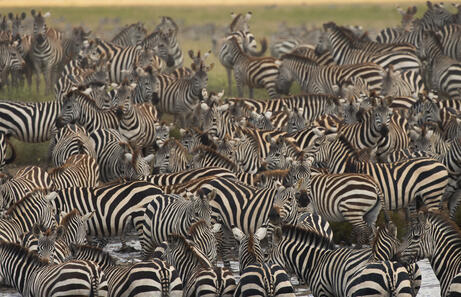 Precio safari en Tanzania