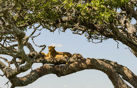 Tanzania en 7 dias ruta diaria al corazon de Africa