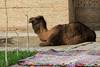 Camello Uzbekistan