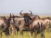 Búfalos en un safari económico por Tanzania
