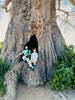 Baobab en un safari barato en Tarangire