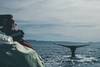 Avistar ballenas en Islandia