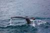 Tour desde Reikiavik para ver ballenas