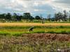 Donde ir en Tanzania en 7 dias plantaciones