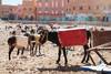 Mercado de burros en Rissani