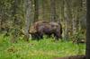 Parque Nacional de Bialowieza