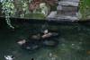 Patos en Sintra