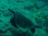 Que ver en Tenerife tortuga marina