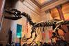 t rex en el museo de historia natural de new york