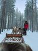 Cuanto cuesta un paseo en trineo por Laponia