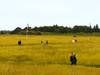 Visitar el campo de batalla de Culloden