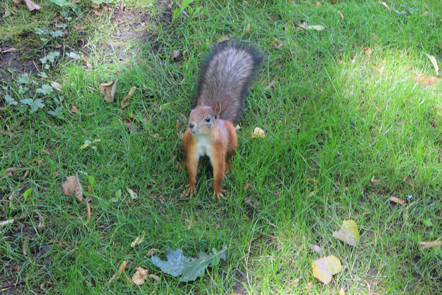 Ardilla Peterhof Ardilla Peterhof