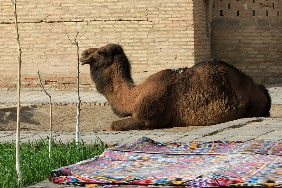 Camello Uzbekistan Camello Uzbekistan