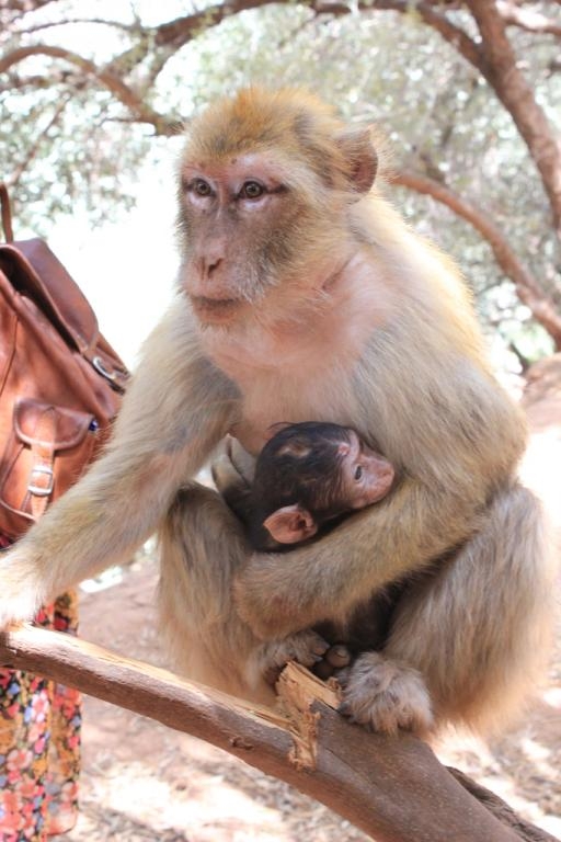 Pequeño mono con su madre - Marruecos Pequeño mono con su madre - Marruecos