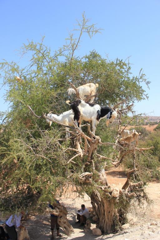 Cabras subidas a un árbol Cabras subidas a un árbol