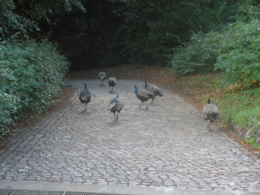 Pavos reales en Pfaueninsel Pavos reales en Pfaueninsel