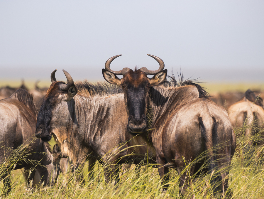 Búfalos en un safari económico por Tanzania