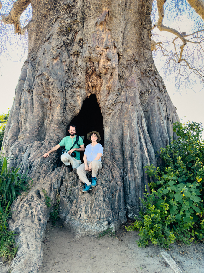 Baobab en un safari barato en Tarangire