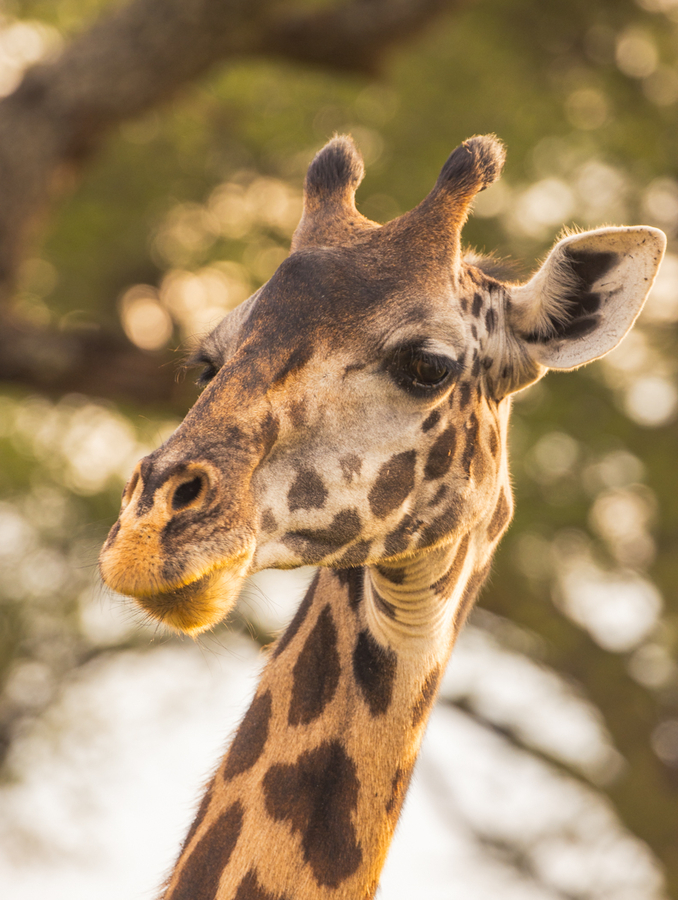 Jirafa, de los mejores animales que ver en Tanzania