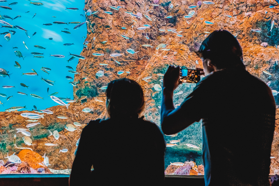 Acuario Sevilla con niños