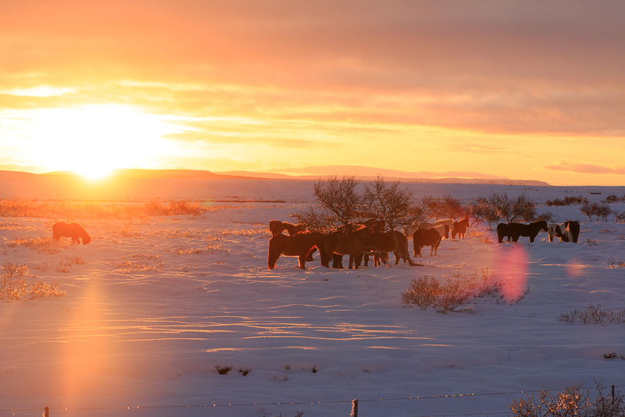 Amanecer junto a una manada de caballos islandeses Amanecer junto a una manada de caballos islandeses
