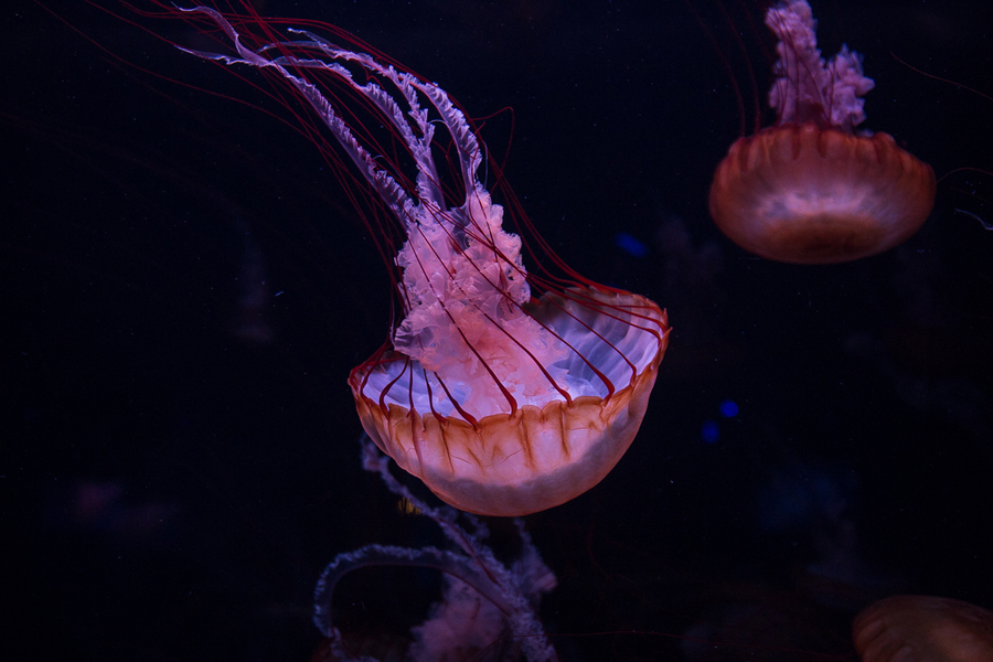 Aquarium Paris Pass Aquarium Paris Pass