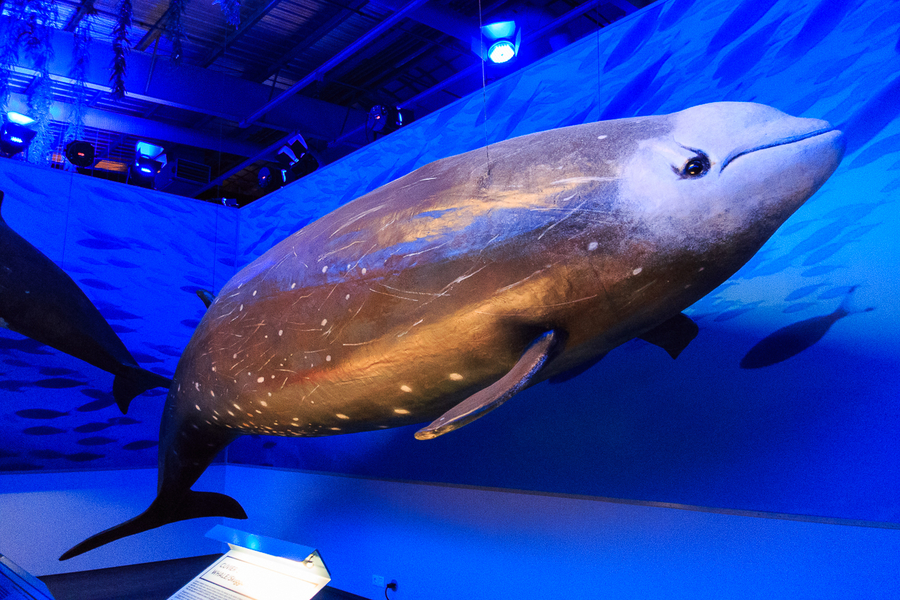 ballenas museo reikiavik