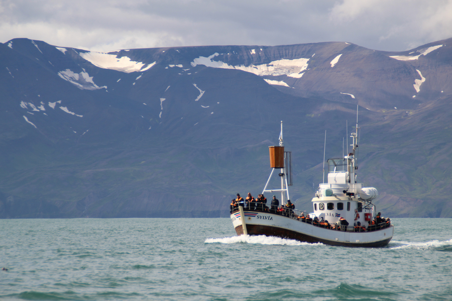 Barco para avistar ballenas en Islandia